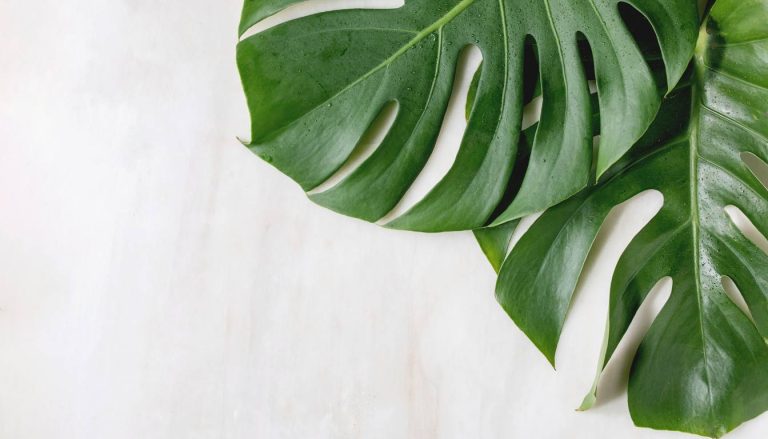 How To Get Rid Of Rust Fungus On Monstera – 15 Tips and Tricks