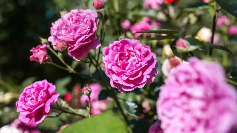18 Rose Types and Names for Your Garden