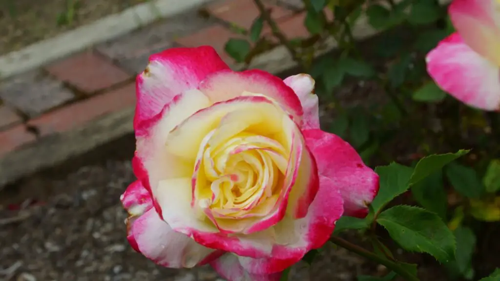 Double Delight Rose