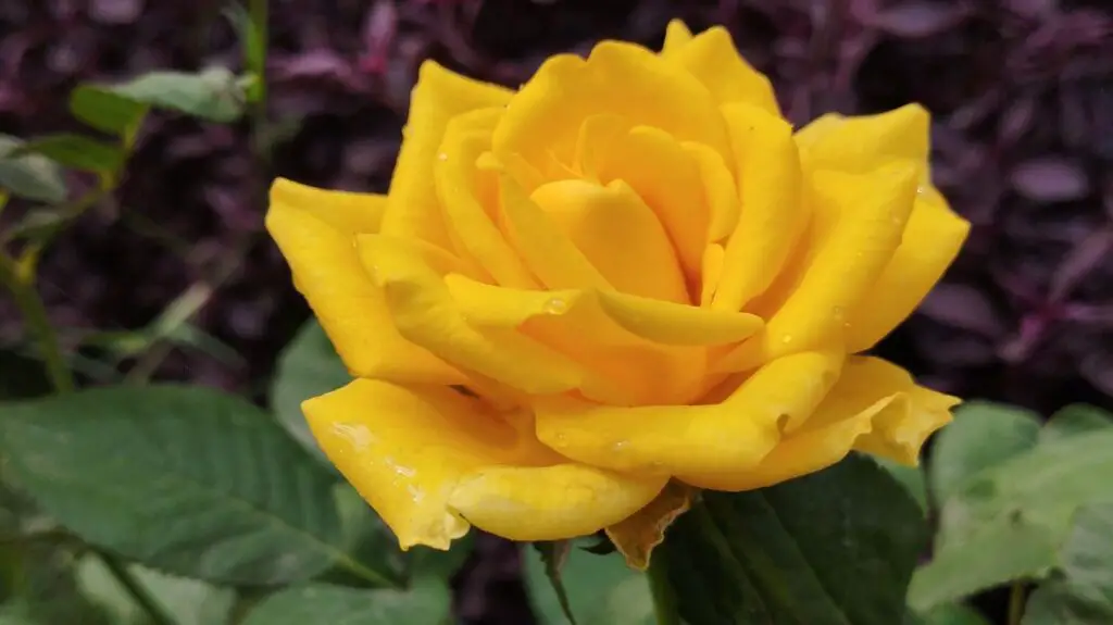 Garden Sunshine Rose