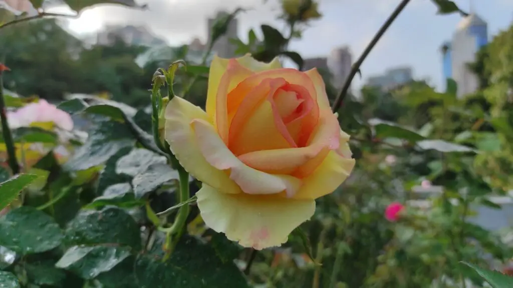 Peace Rose