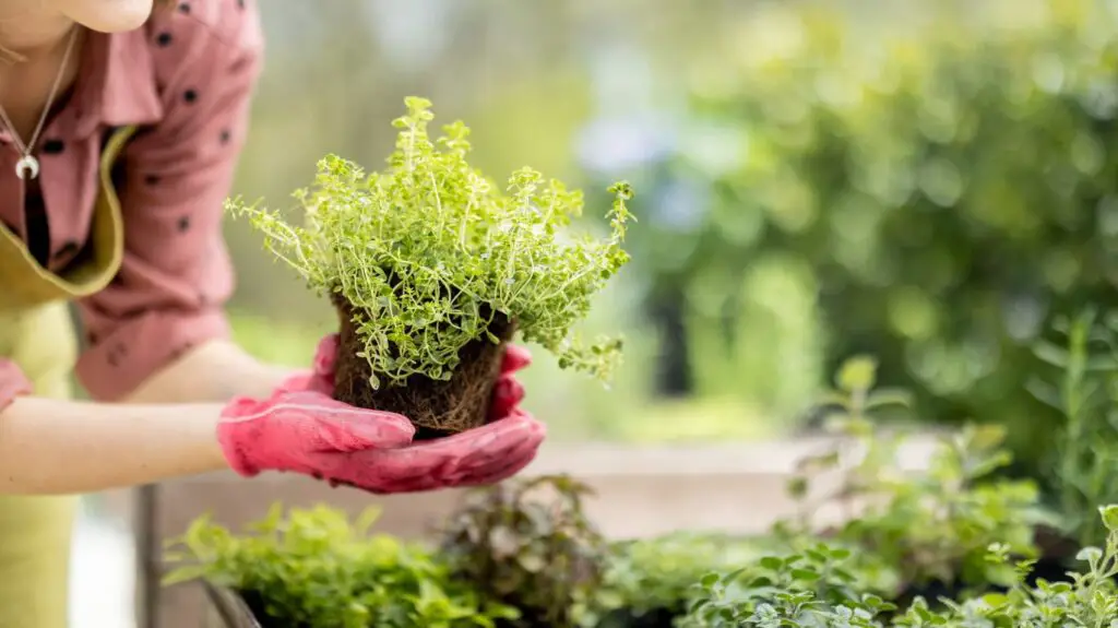 Sustainable Gardening Practices