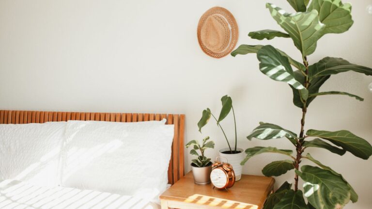 Top 20 Best Plants for a Bedroom That Purify the Air
