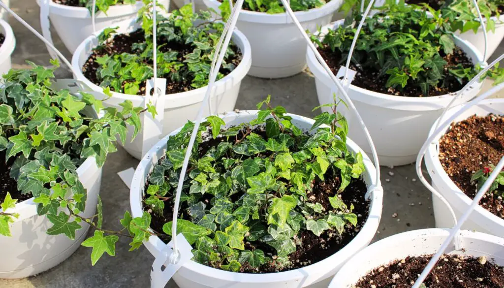 Vining Plants for Open Terrariums - English Ivy