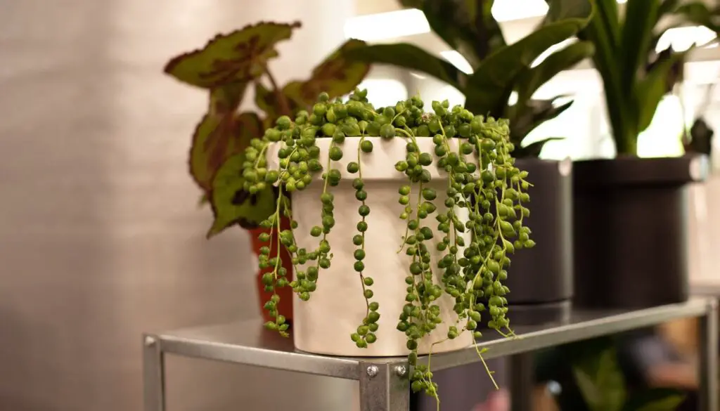 Vining Plants for Open Terrariums - String of Pearls