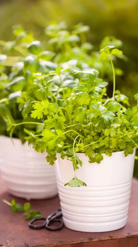 29 Bucket Gardening Ideas for a Lush, Compact Garden 29 Bucket Gardening Ideas for a Lush, Compact Garden