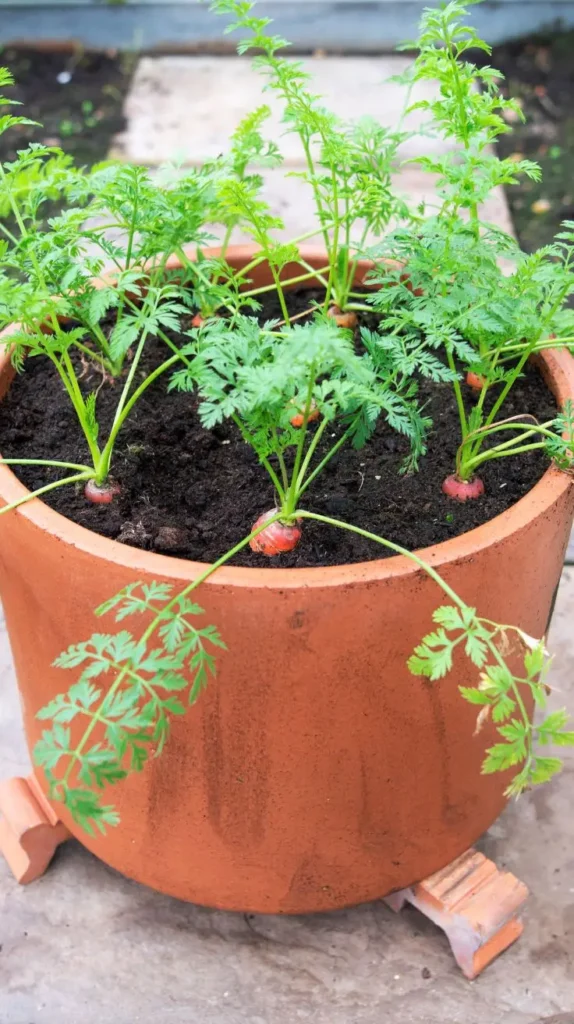 29 Bucket Gardening Ideas for a Lush, Compact Garden 29 Bucket Gardening Ideas for a Lush, Compact Garden
