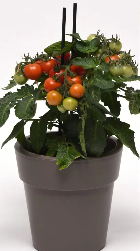 29 Bucket Gardening Ideas for a Lush, Compact Garden 29 Bucket Gardening Ideas for a Lush, Compact Garden