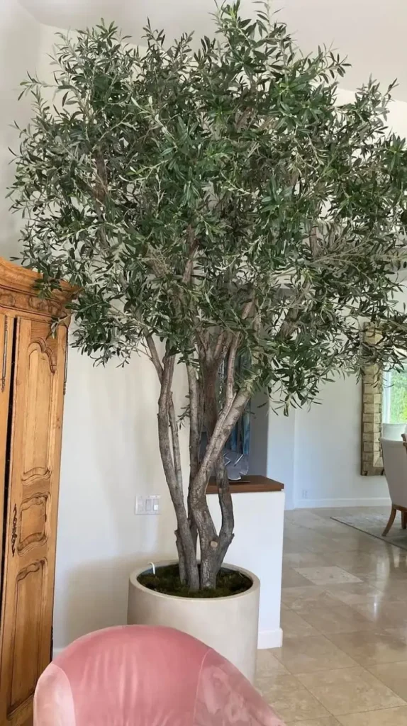 Plants Mediterranean Living Room Plants Mediterranean Living Room