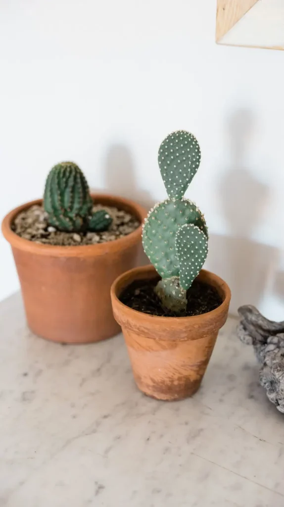 Succelents Plants Luxury Dorm Room Succelents Plants Luxury Dorm Room