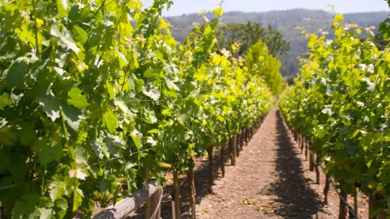 Growing More Than Grapes: How Today’s Vineyards Are Rethinking Agriculture