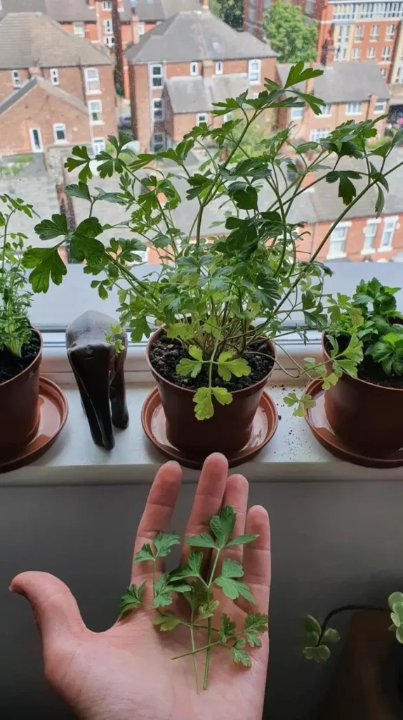 Kitchen Window Decor Ideas