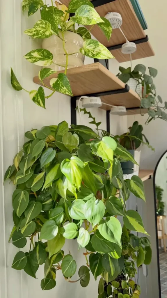 Plant Room Ideas Plant Room Ideas