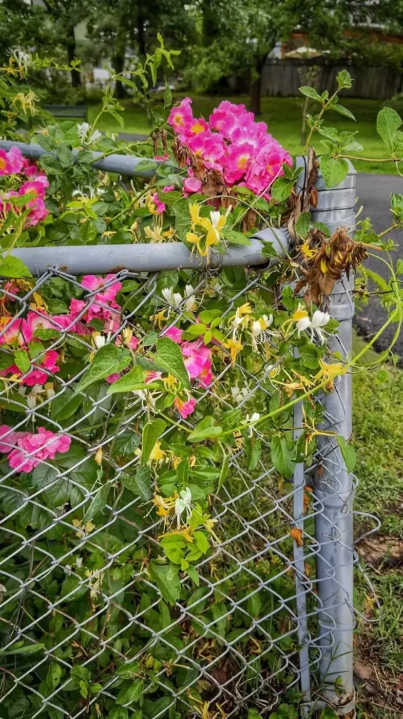Chain Link Fence with Plants