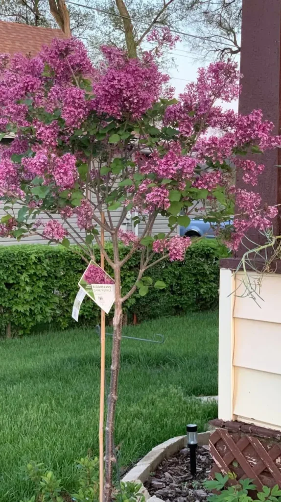 Front Yard Garden Ideas