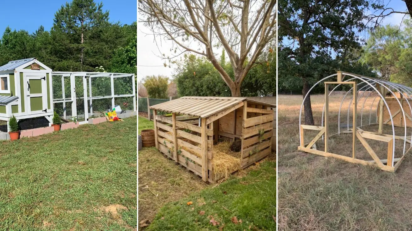 Low Budget Chicken Coop Ideas That Save Money and Keep Chickens Happy
