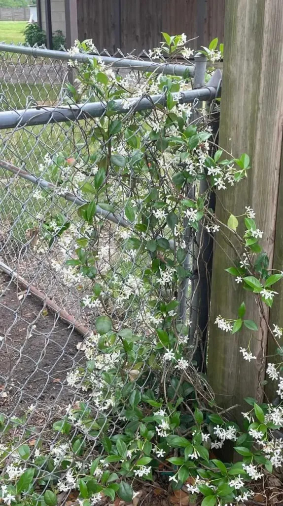 Wooden Fence Decorating Ideas 