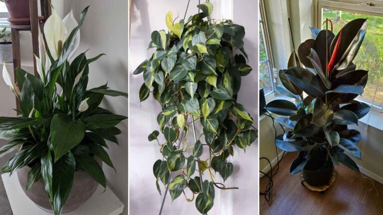 Office Plants That Instantly Brighten Your Workspace and Boost Productivity