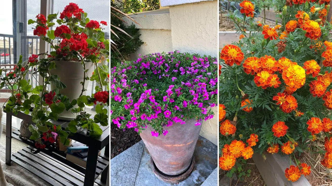 Potted Flowers for Patio